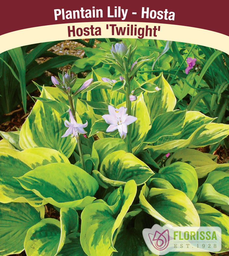 Hosta - Twilight