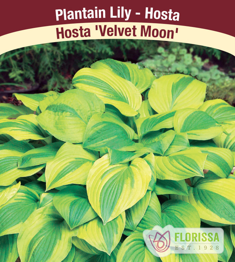Hosta - Velvet Moon