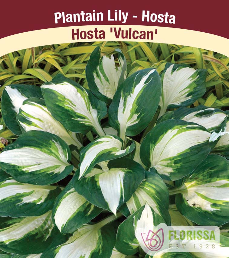 Hosta - Vulcan