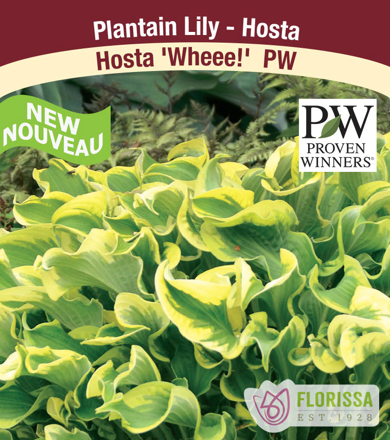 Hosta - Wheee! PW - incl Pot and Stake tag