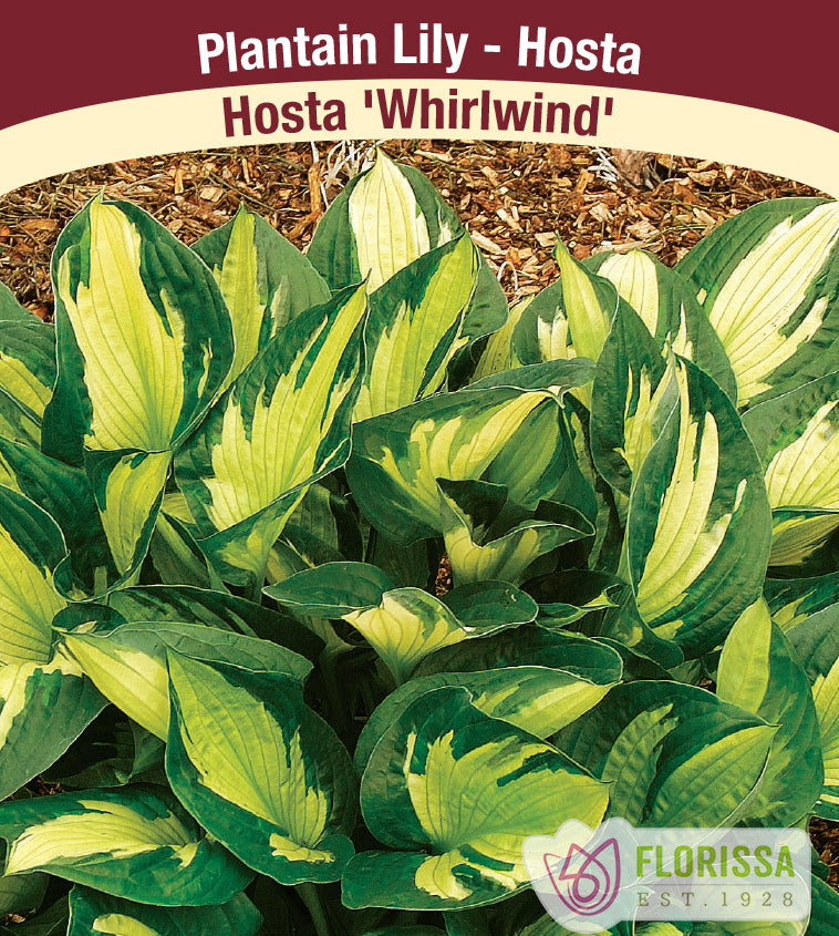 Hosta - Whirlwind
