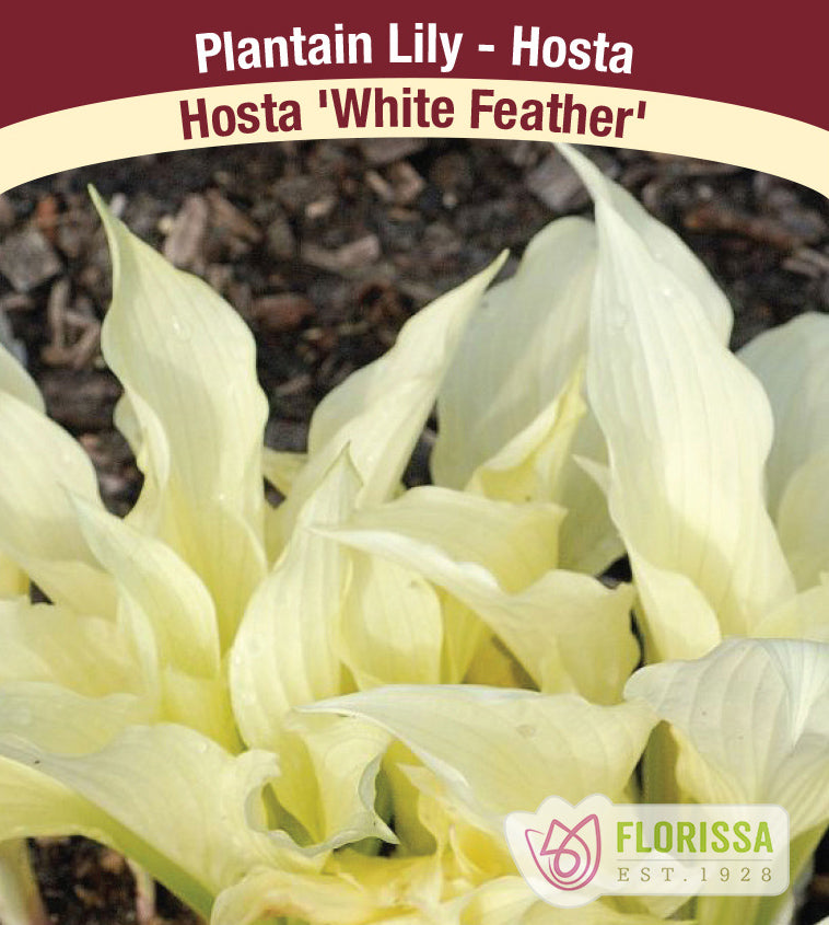 Hosta - White Feather