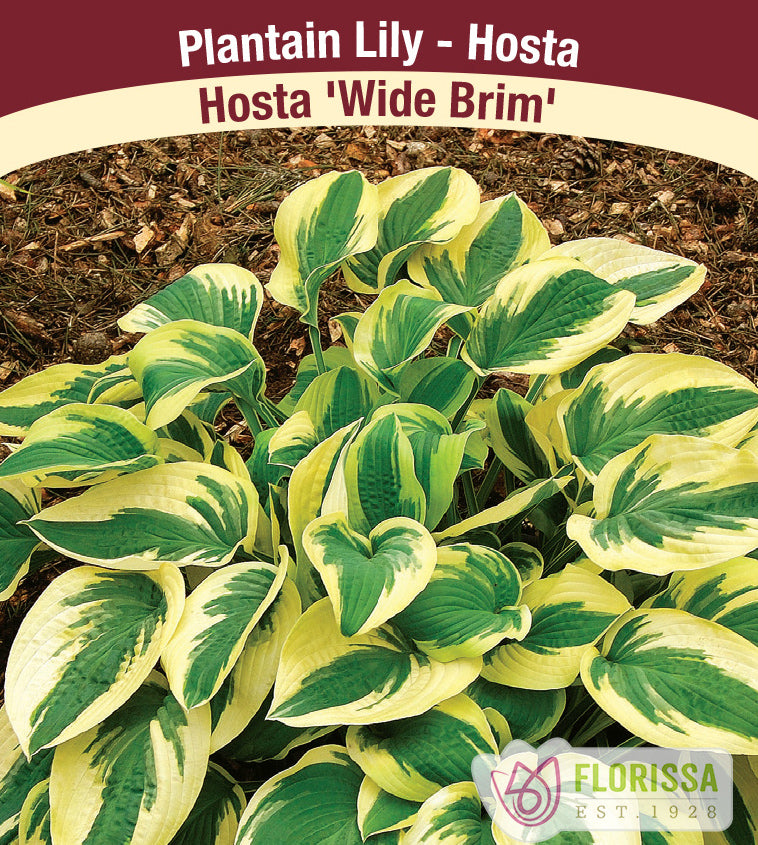 Hosta - Wide Brim