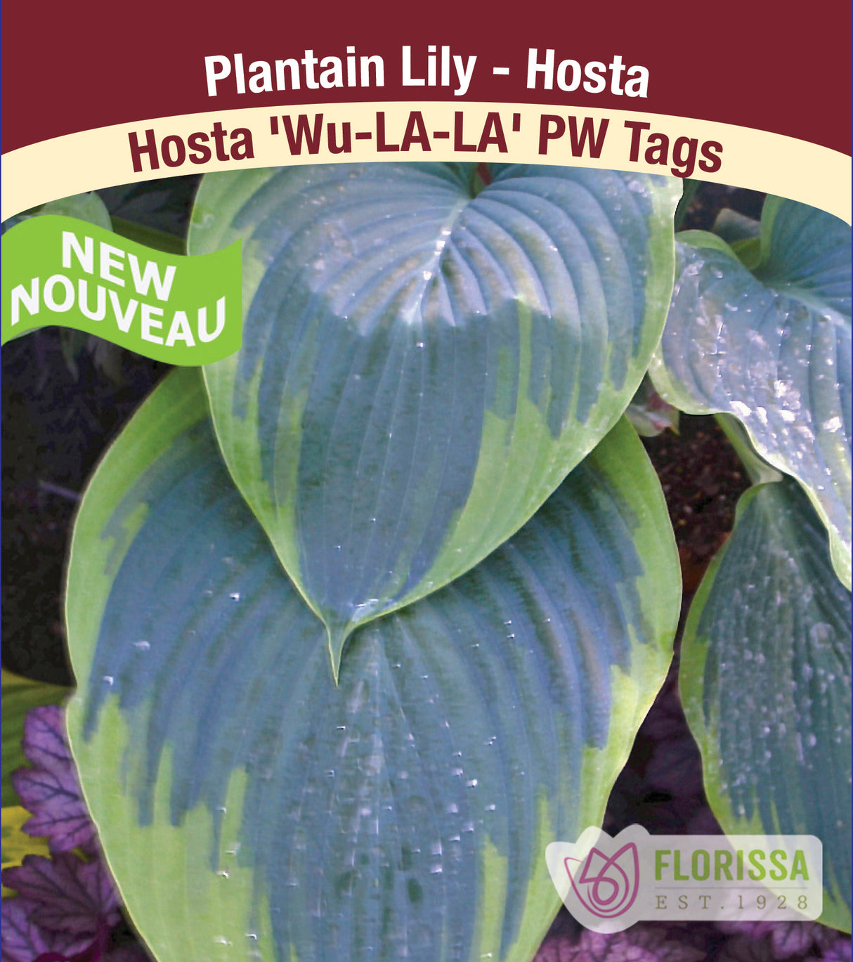 Hosta - Wu-LA-LA PW - Potted and Tagged