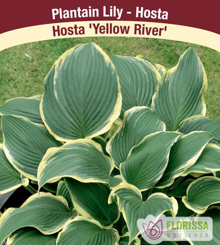 Hosta - Yellow River