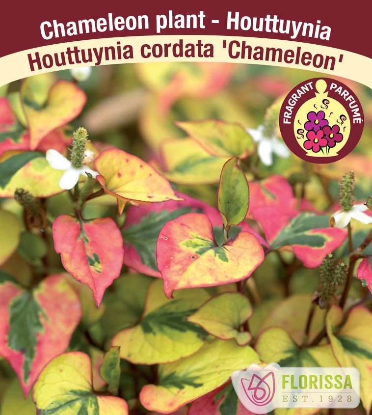 Houttuynia - cordata Chameleon