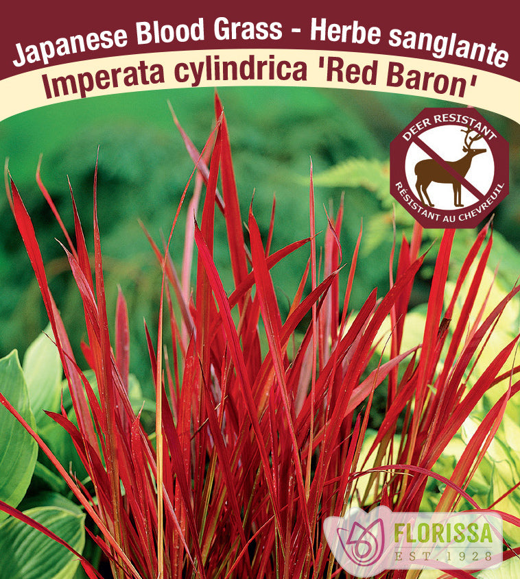 Imperata - cyc. Red Baron