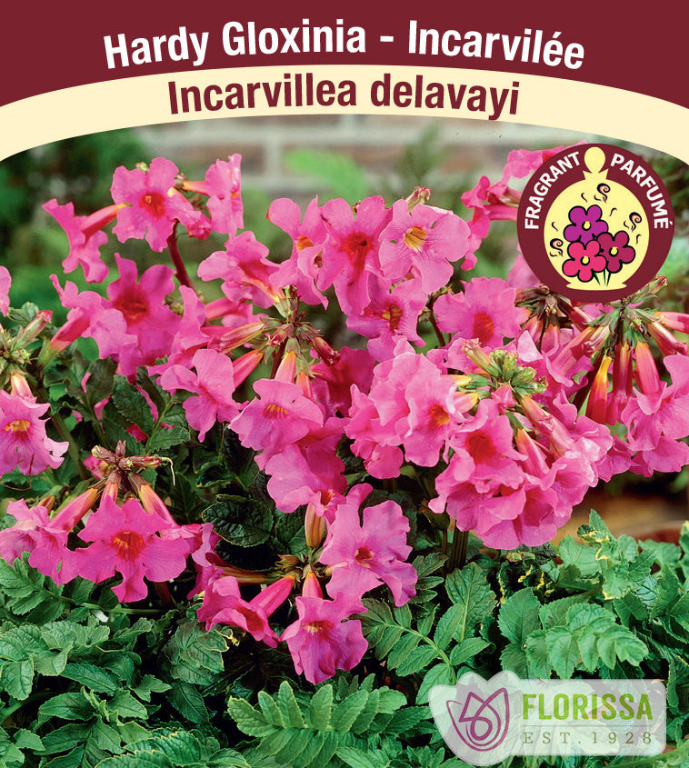 Incarvillea - delavayi