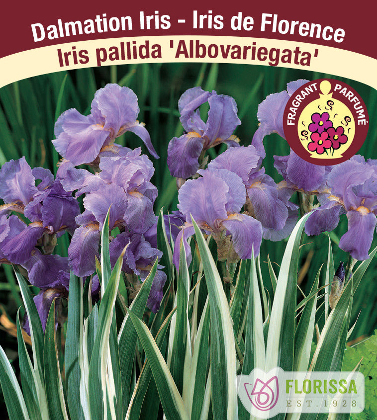 Iris pallida - Albovariegata White