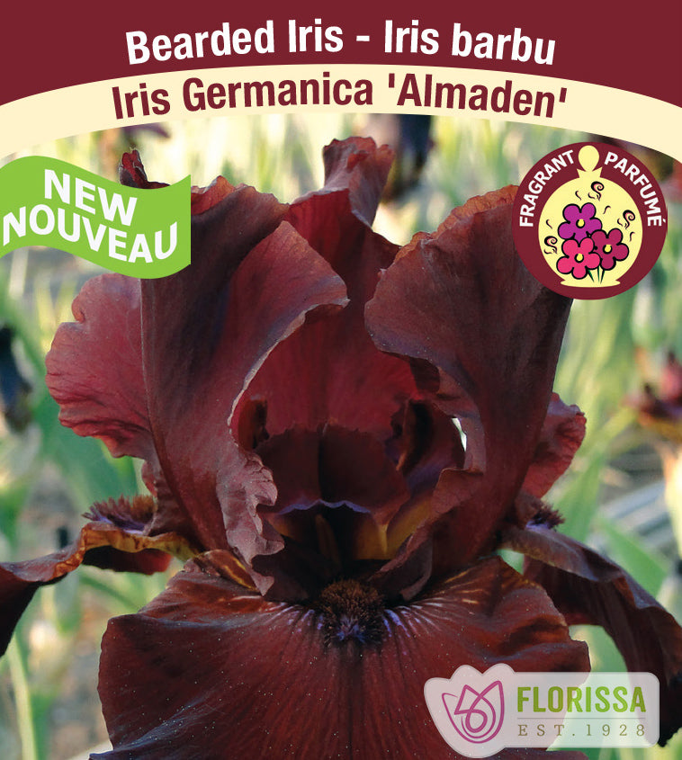 Iris Germanica - Almaden