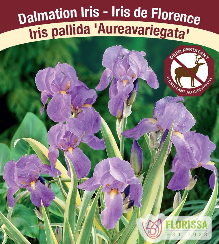 Iris pallida - Aureavariegata Gold