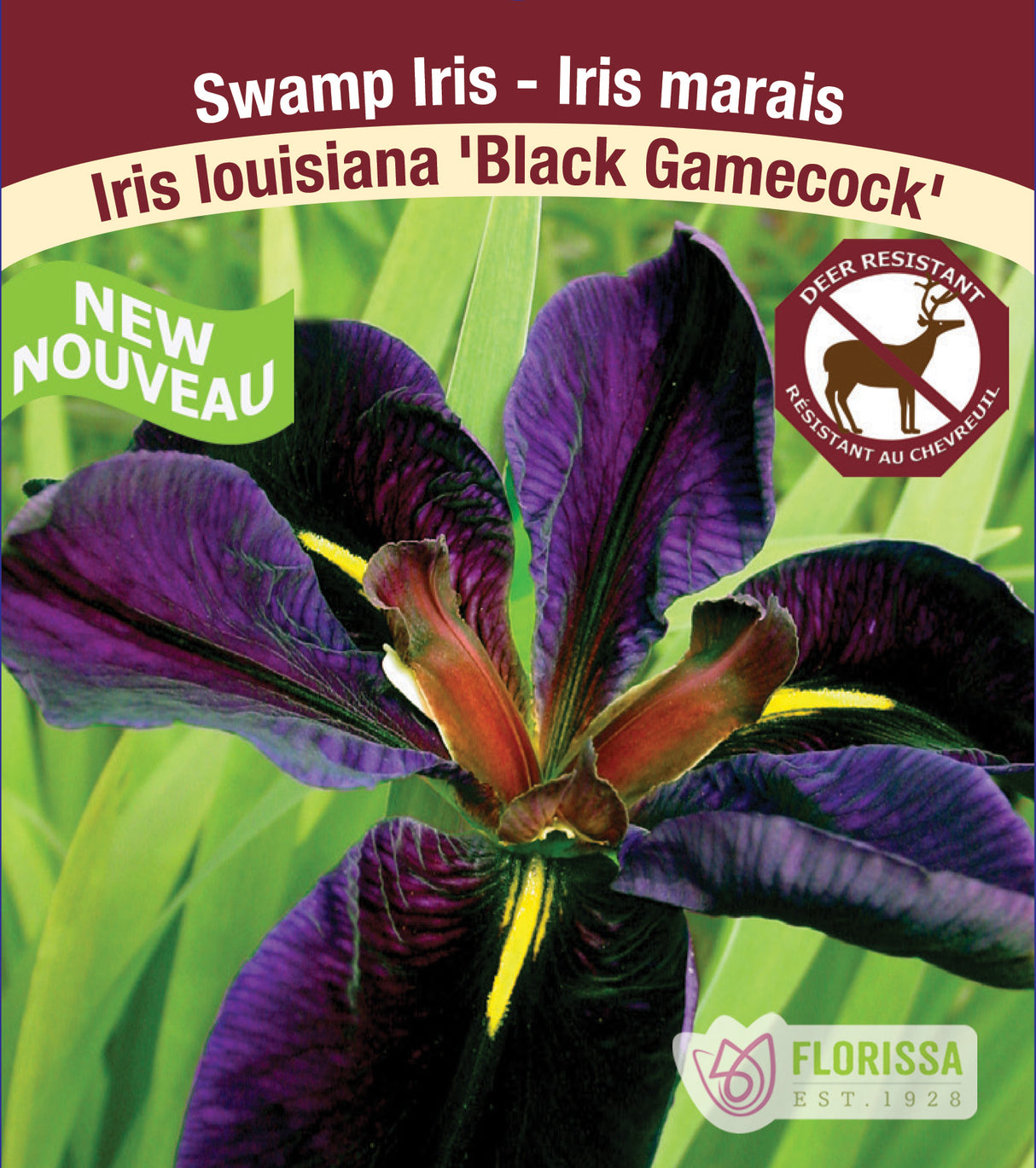 Iris Louisiana - Black Gamecock