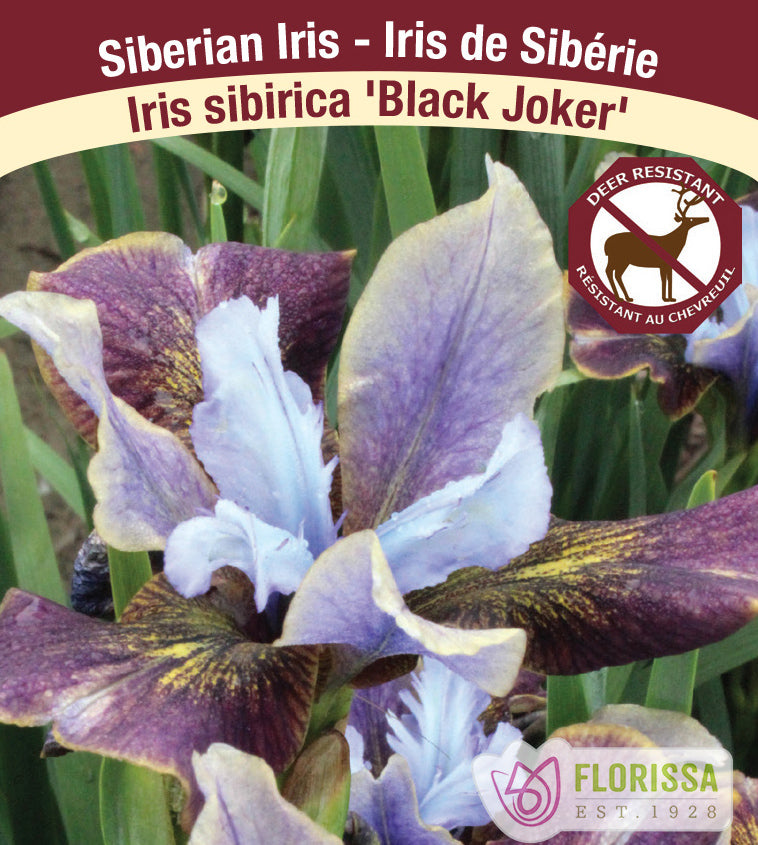 Iris Sibirica - Black Joker