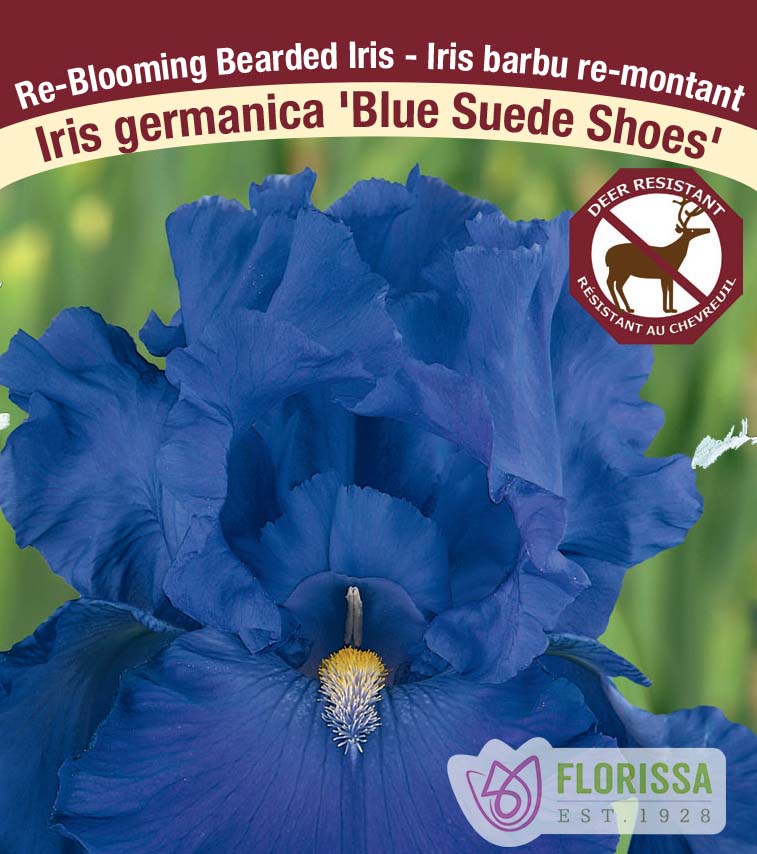 Iris Germanica - Blue Suede Shoes