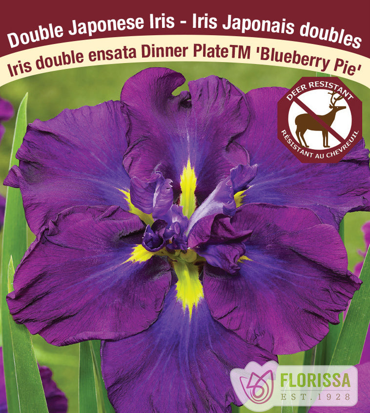 Iris Ensata - Dinner Plate™ Blueberry Pie