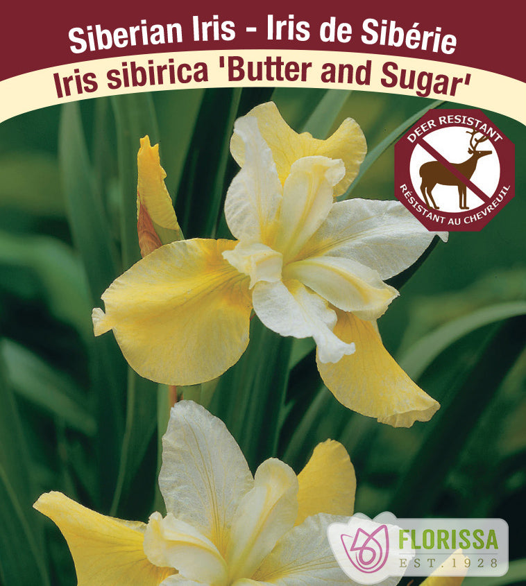 Iris Sibirica - Butter and Sugar