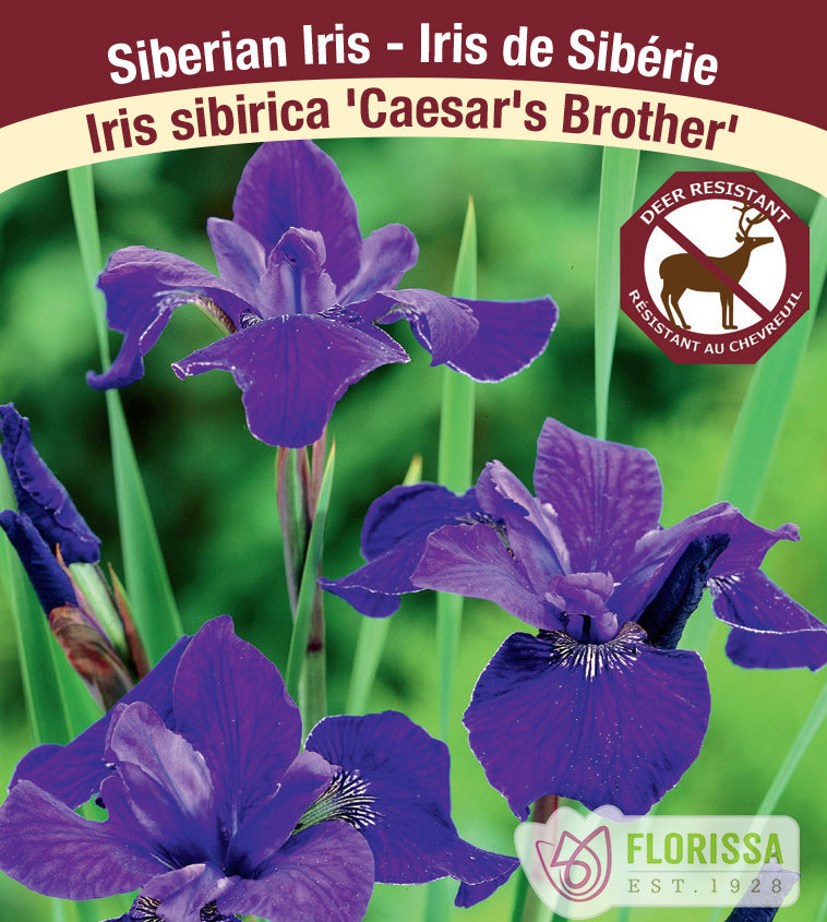 Iris Sibirica - Caesar's Brother