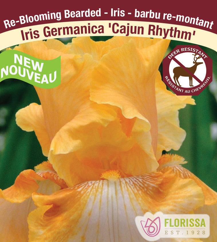 Iris Germanica - Cajun Rhythm