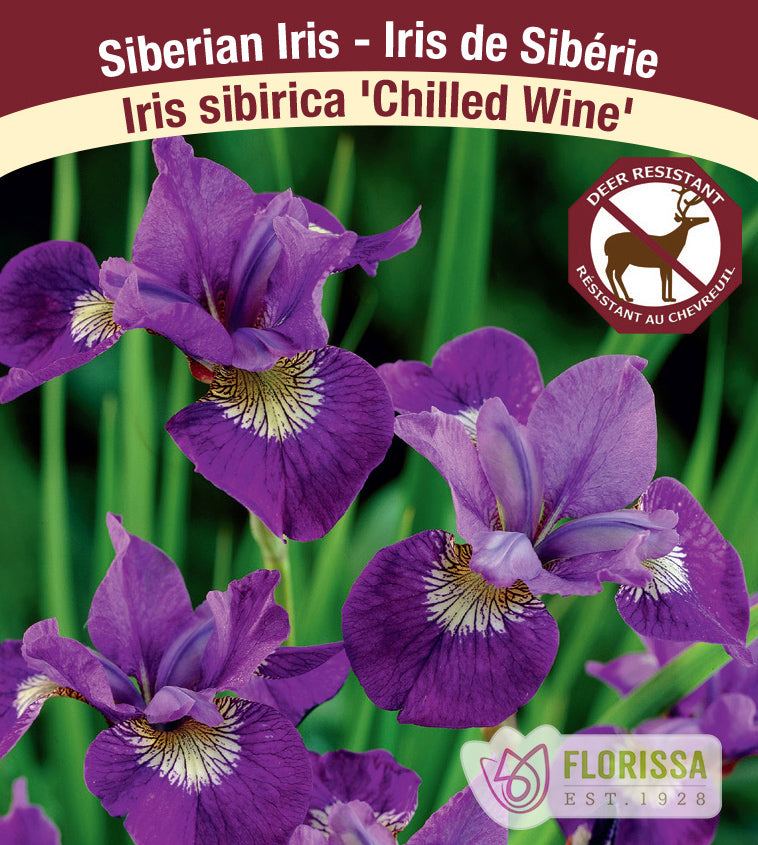 Iris Sibirica - Chilled Wine
