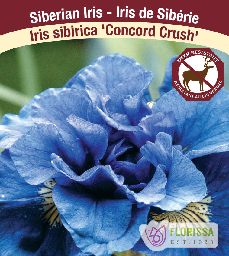 Iris Sibirica - Concord Crush