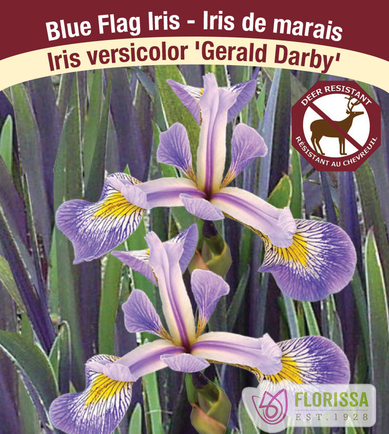 Iris versicolor - Gerald Darby