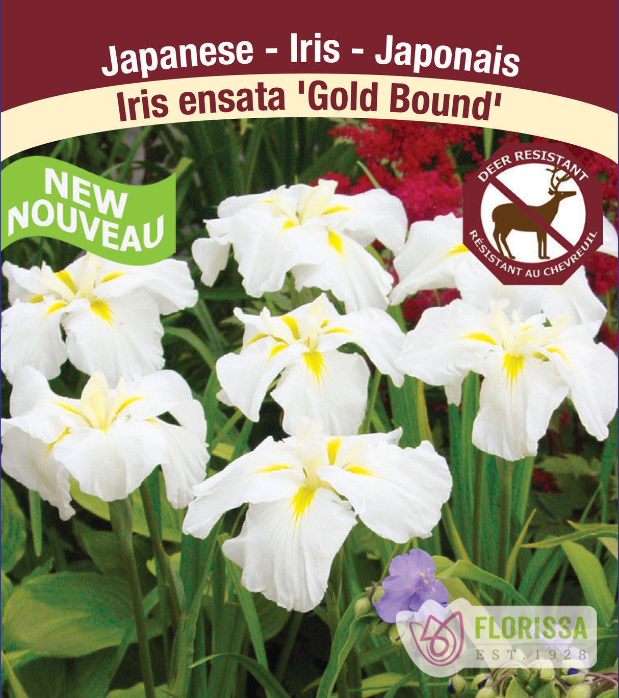 Iris Ensata - Gold Bound