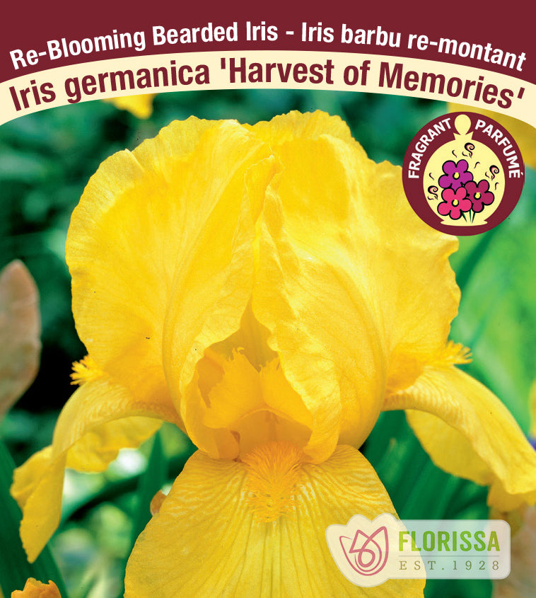 Iris Germanica - Harvest of Memories