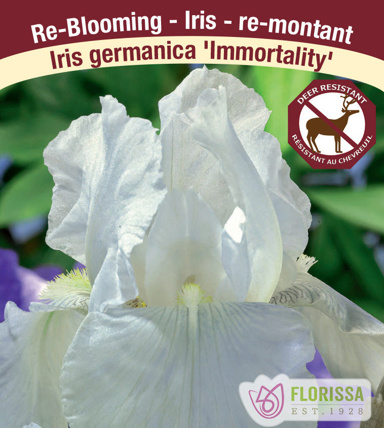 Iris Germanica - Re-Blooming - Immortality