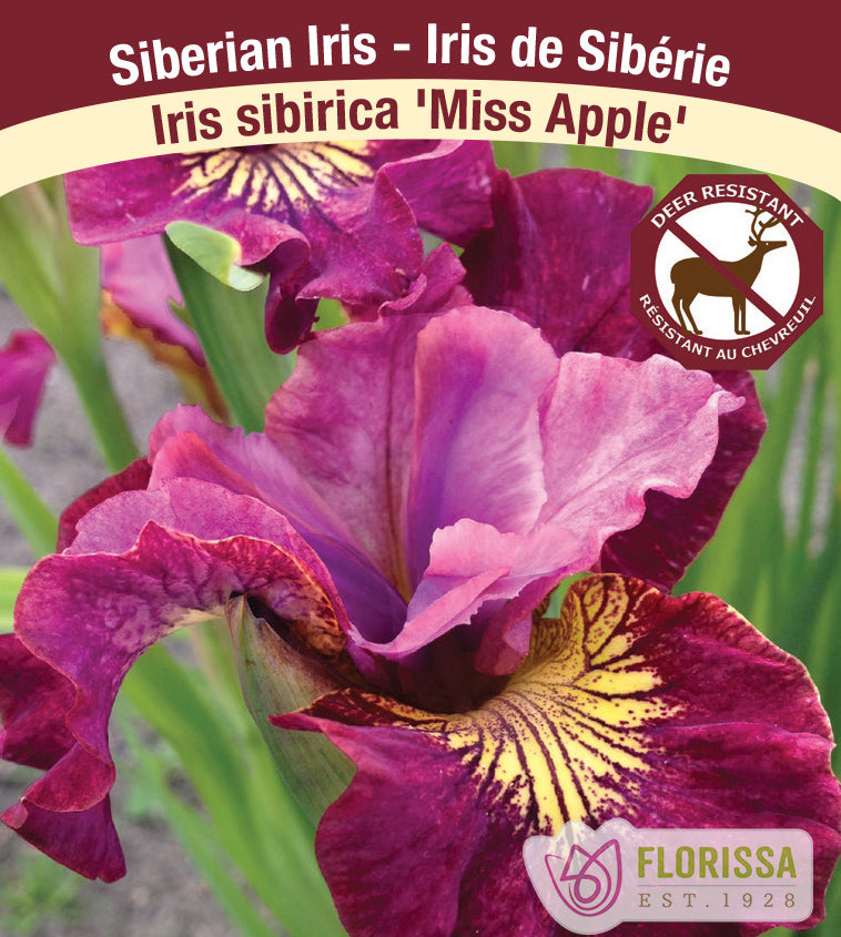 Iris Sibirica - Miss Apple