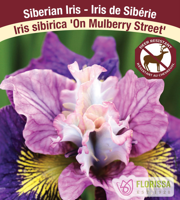 Iris Sibirica - On Mulberry Street
