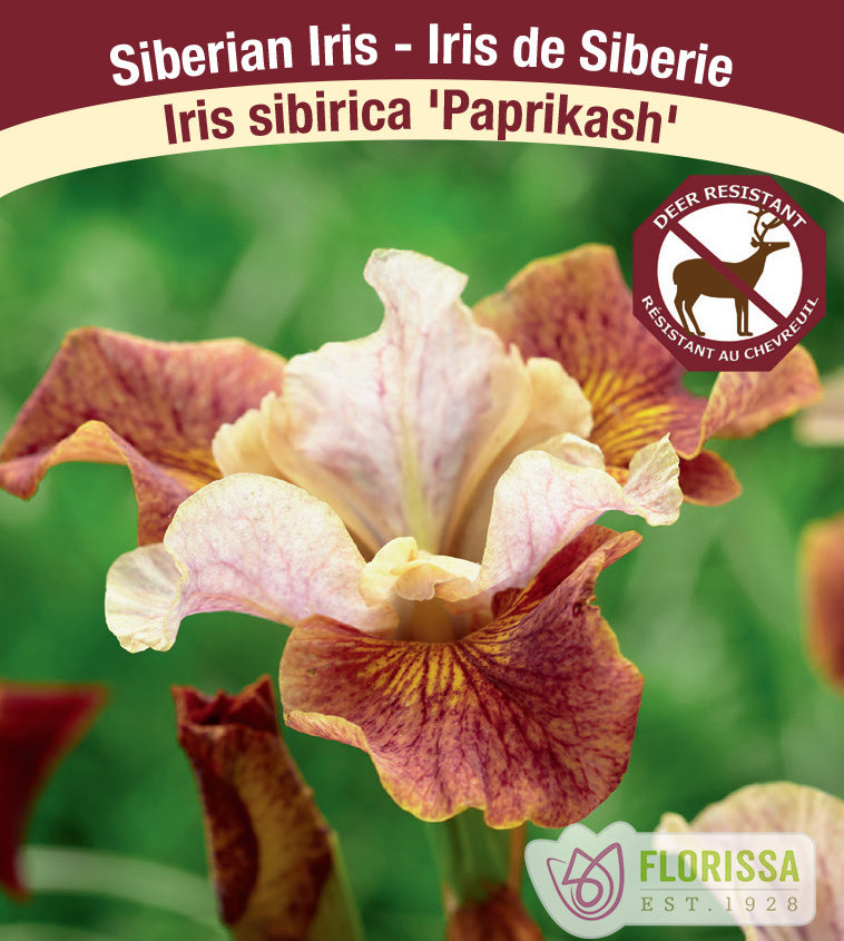 Iris Sibirica - Paprikash