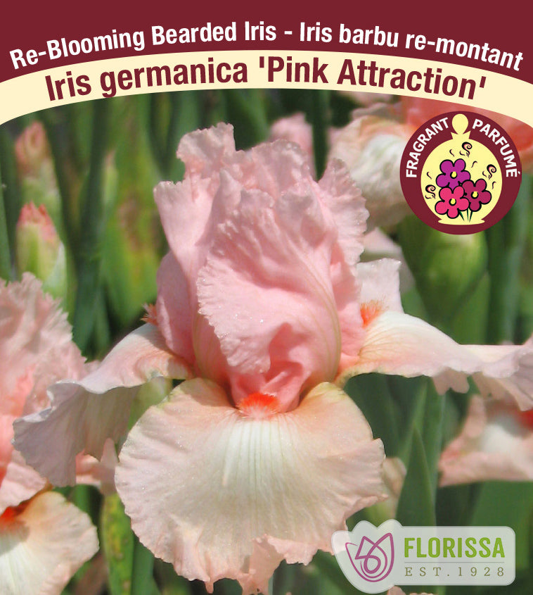 Iris Germanica - Pink Attraction