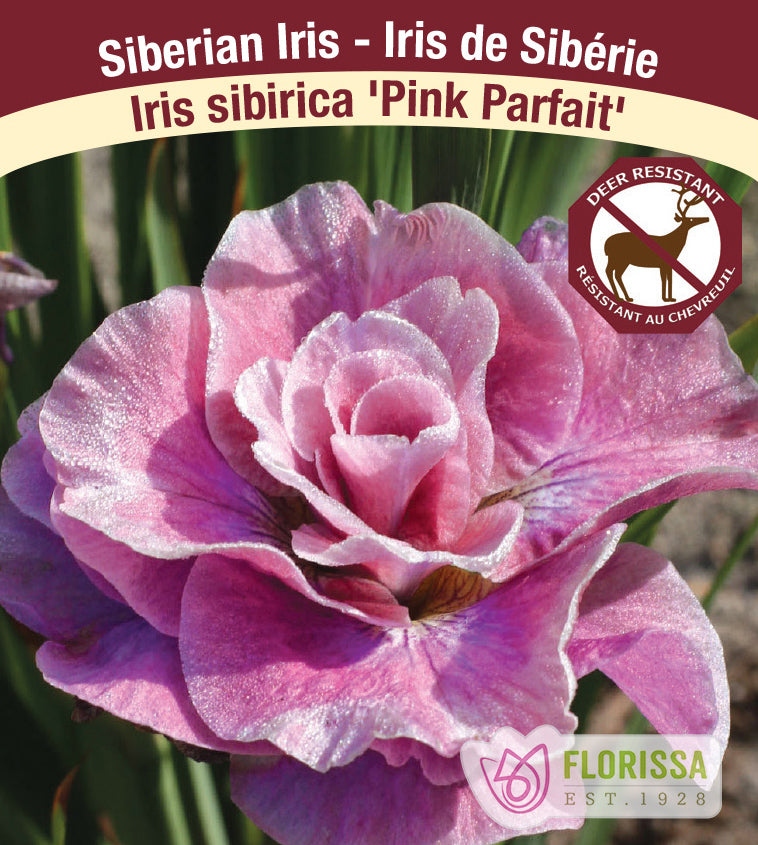 Iris Sibirica - Pink Parfait