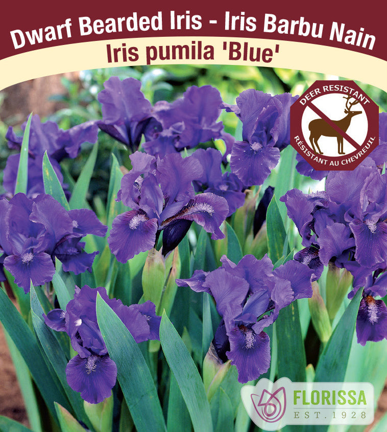Iris Pumila - Blue