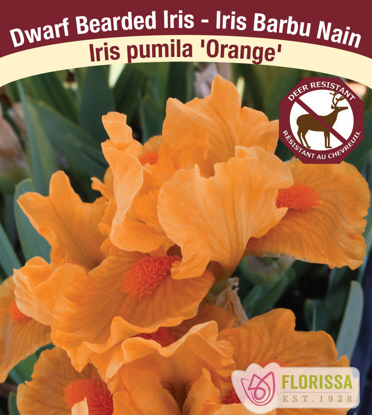 Iris Pumila - Orange