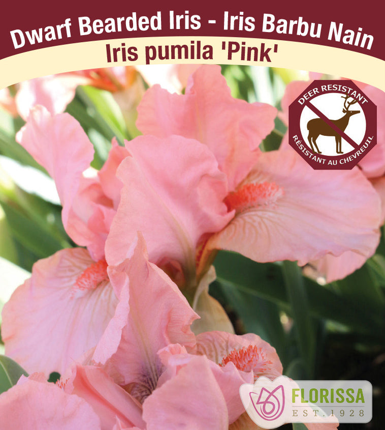 Iris Pumila - Pink
