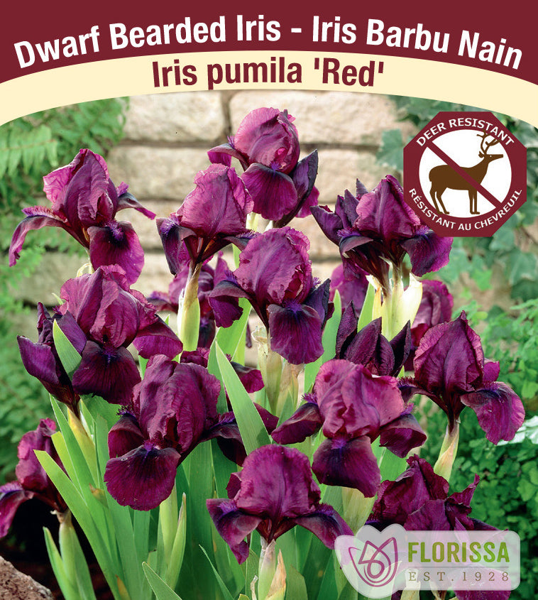 Iris Pumila - Red