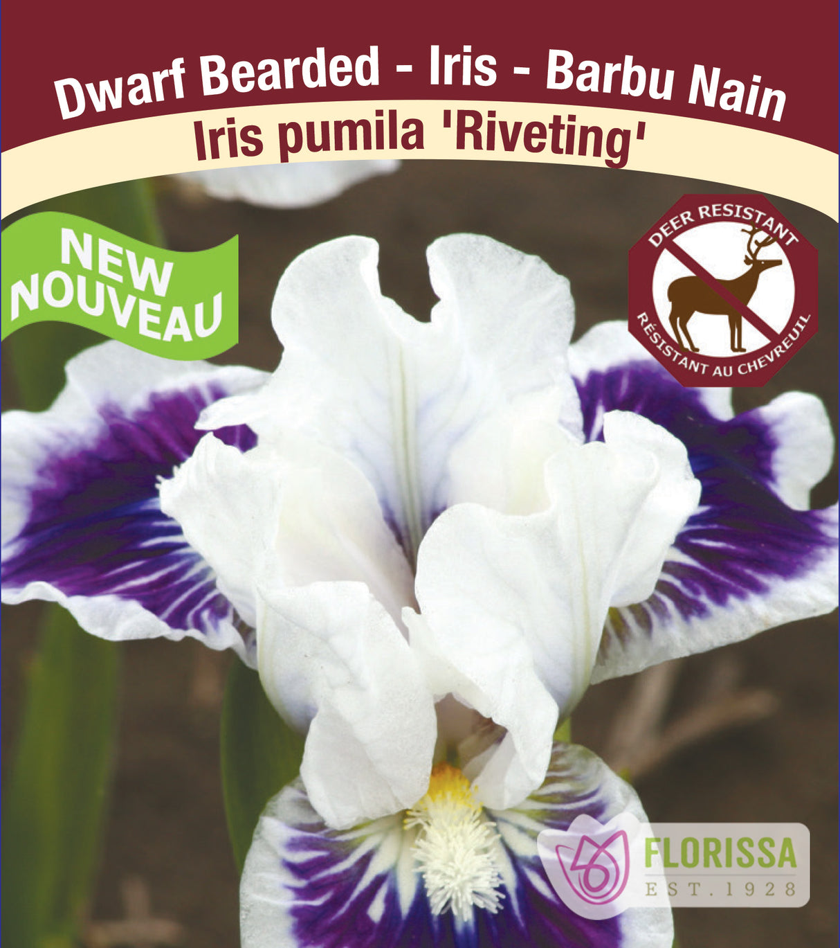 Iris Pumila - Riveting