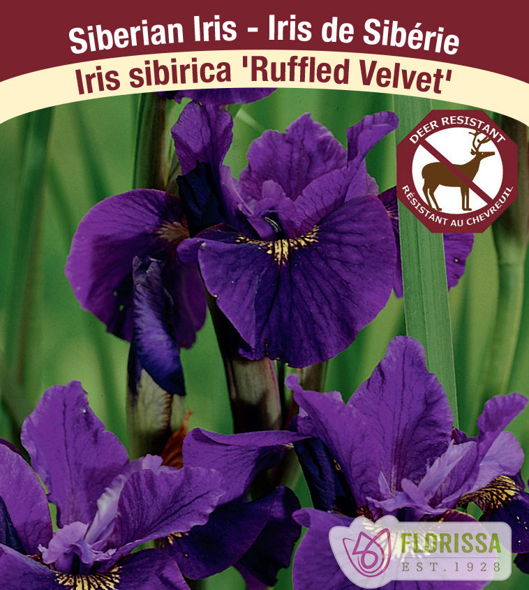 Iris Sibirica - Ruffled Velvet
