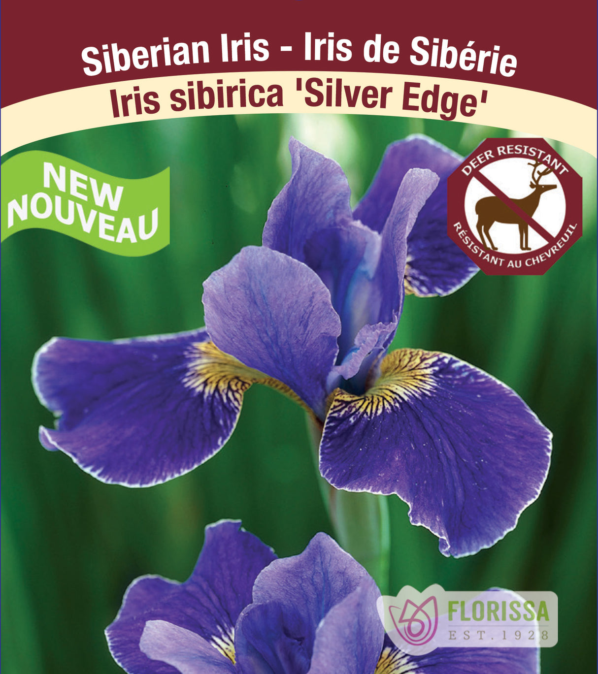 Iris Sibirica - Silver Edge