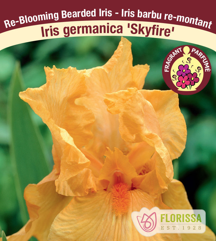Iris Germanica - Skyfire