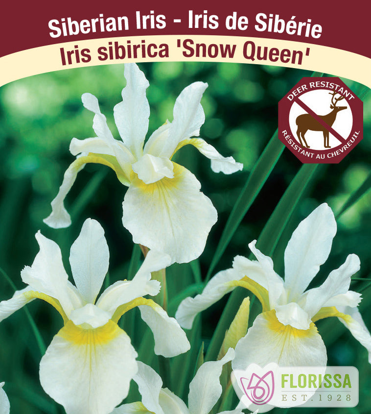 Iris Sibirica - Snow Queen
