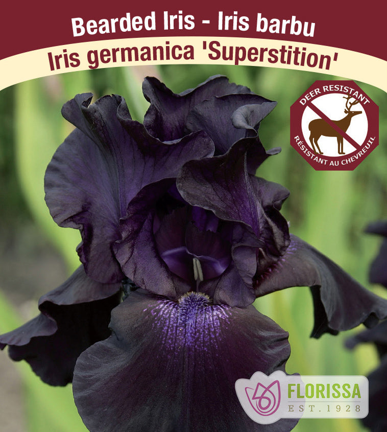 Iris Germanica - Superstition