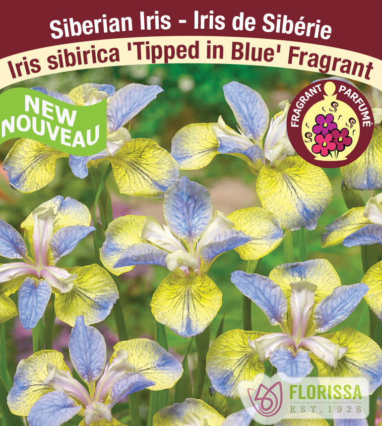 Iris Sibirica - Tipped in Blue