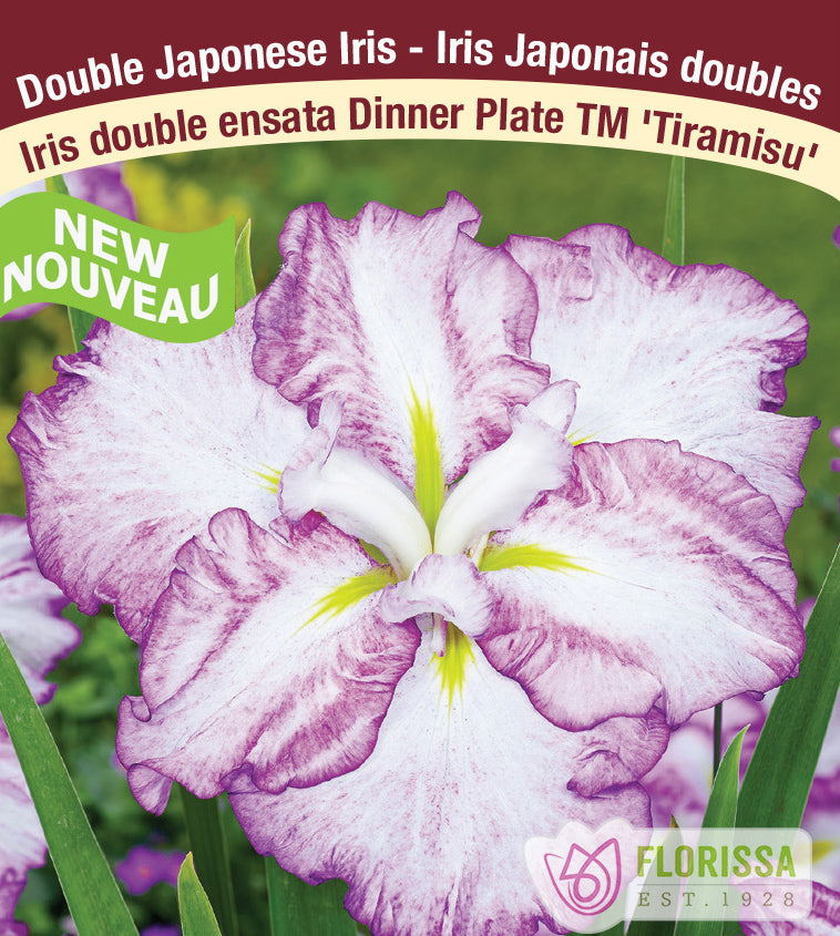 Iris Ensata - Dinner Plate™ Tiramisu