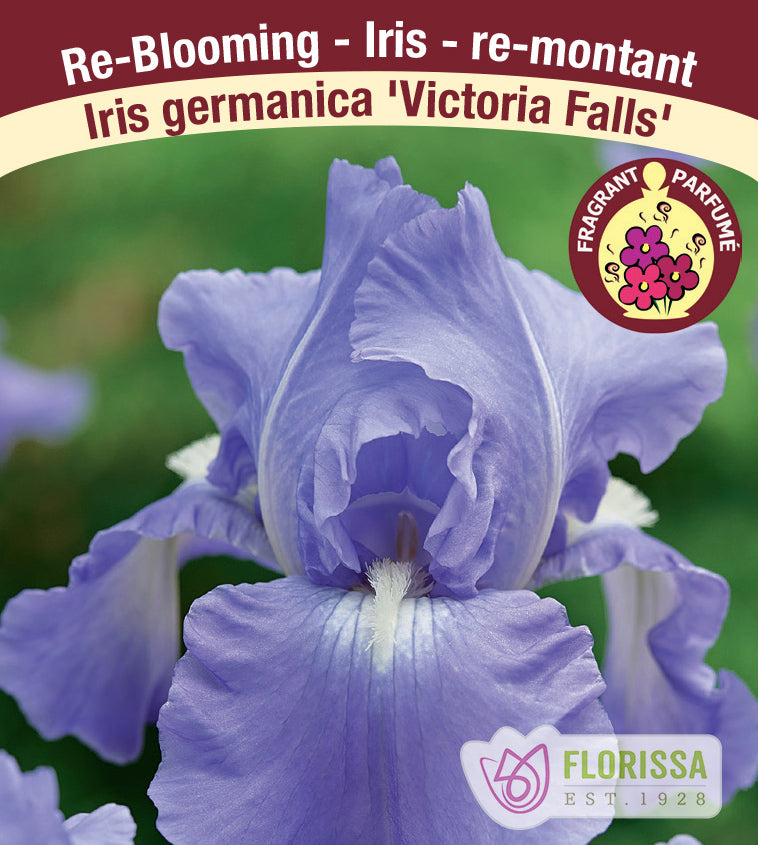 Iris Germanica - Victoria Falls