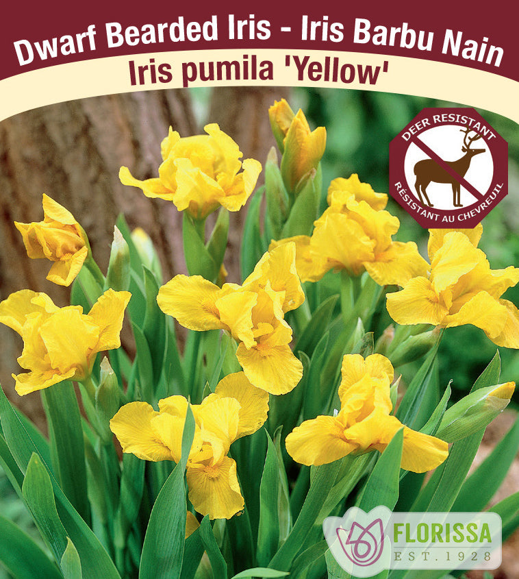 Iris Pumila - Yellow