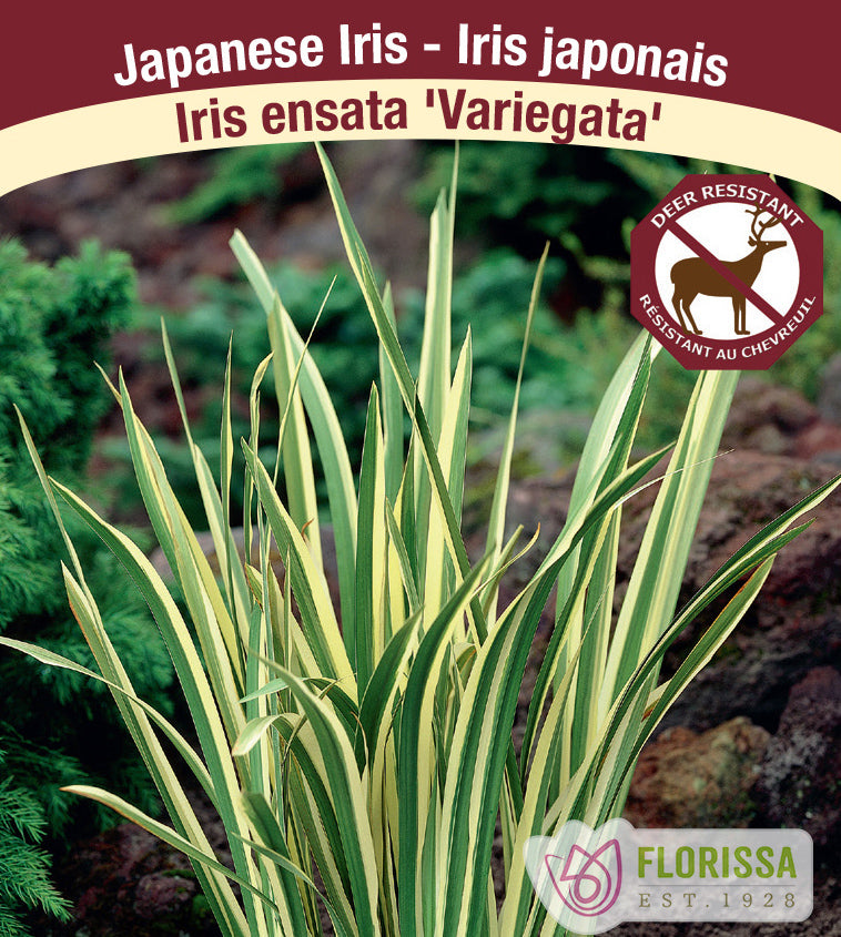 Iris Ensata - Variegata