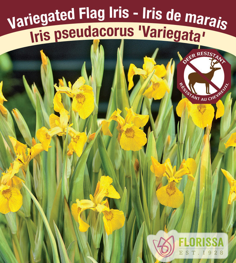Iris pseudacorus - Variegata