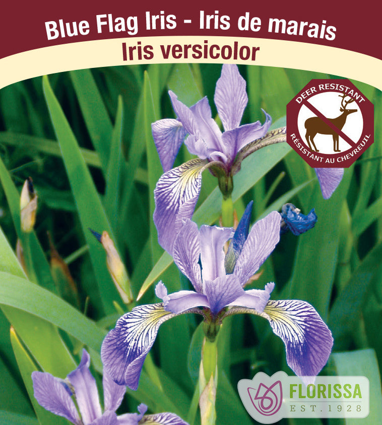 Iris - versicolor (Blue Flag Iris)